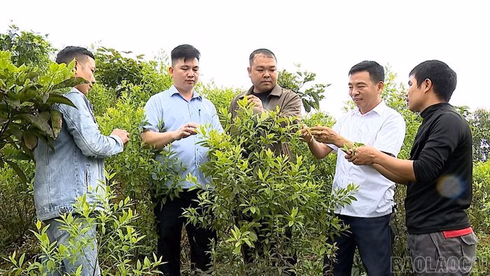 Cây đàn hương phát triển xanh tốt tại vùng ven hồ Thác Bà