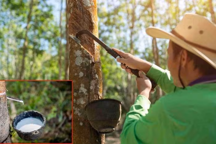 Giá cao su thế giới khởi sắc: Tác động từ giá dầu và áp lực cung ứng