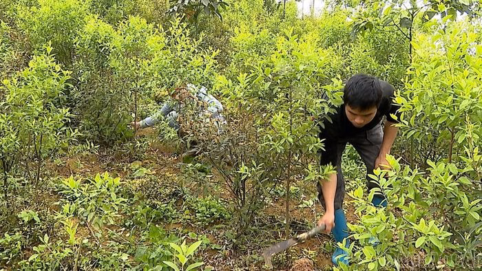 Thành viên Hợp tác xã Nông Lâm nghiệp Thành Lâm chăm sóc cây đàn hương.