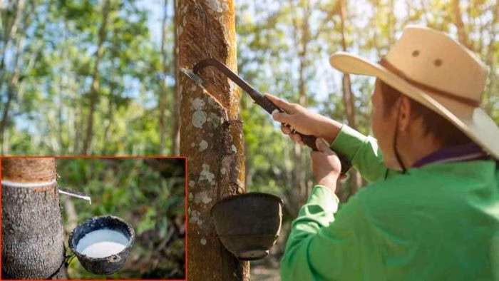 Giá cao su thế giới tăng trưởng nhờ sự hỗ trợ từ giá dầu và dòng tiền đầu cơ. Ảnh minh họa.