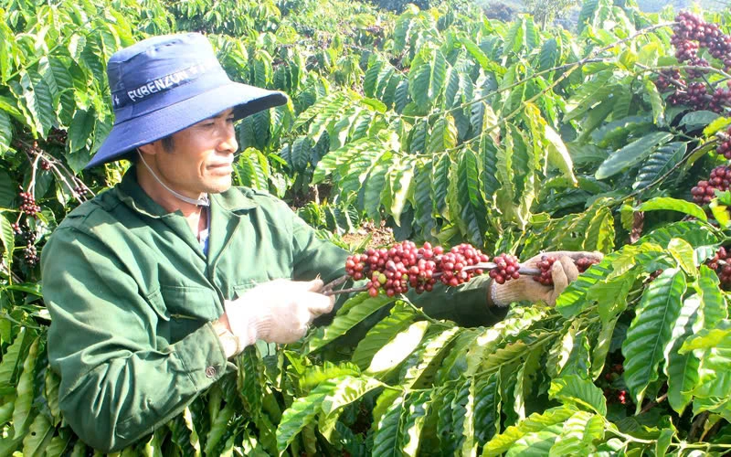 Doanh nghiệp xuất khẩu và nông dân đang đối mặt với rủi ro chi phí đầu vào tăng cao trong khi giá bán giảm (Ảnh: Huân Trần).